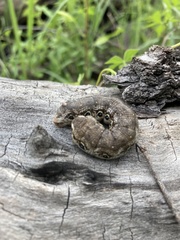 Proserpinus terlooii