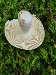 Russula raoultii