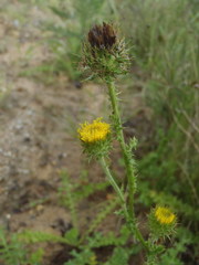 Berkheya carduoides