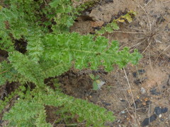 Berkheya carduoides