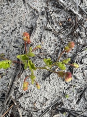 Hermannia scabricaulis