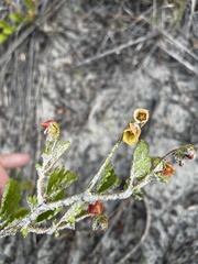 Hermannia scabricaulis
