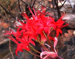 Brunsvigia marginata