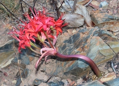 Brunsvigia marginata