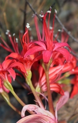 Brunsvigia marginata