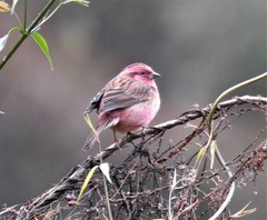 Carpodacus rodochroa