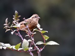 Carpodacus rodochroa