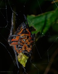 Eriophora
