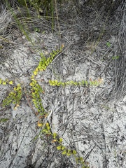 Hermannia scabricaulis