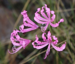 Nerine humilis