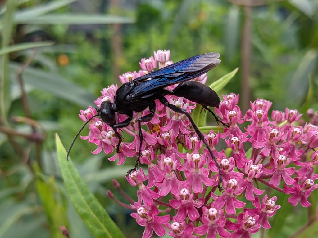 Great Black Digger Wasp (Sphex pensylvanicus) · iNaturalist