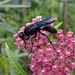 Great Black Digger Wasp - Photo (c) Claire O'Neill, some rights reserved (CC BY-NC), uploaded by Claire O'Neill