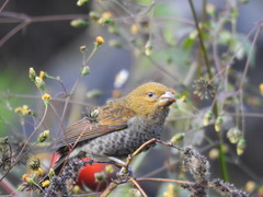 Carpodacus sipahi