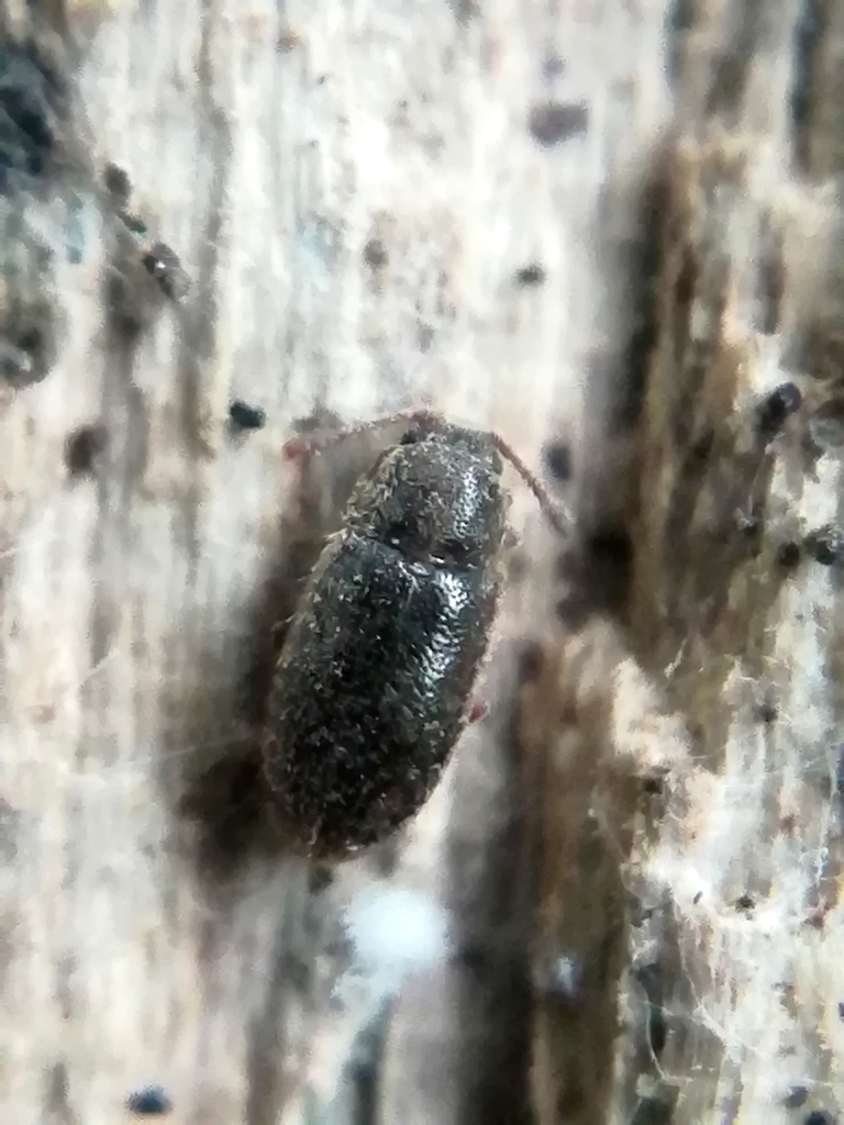 Cryptophagus scutellatus