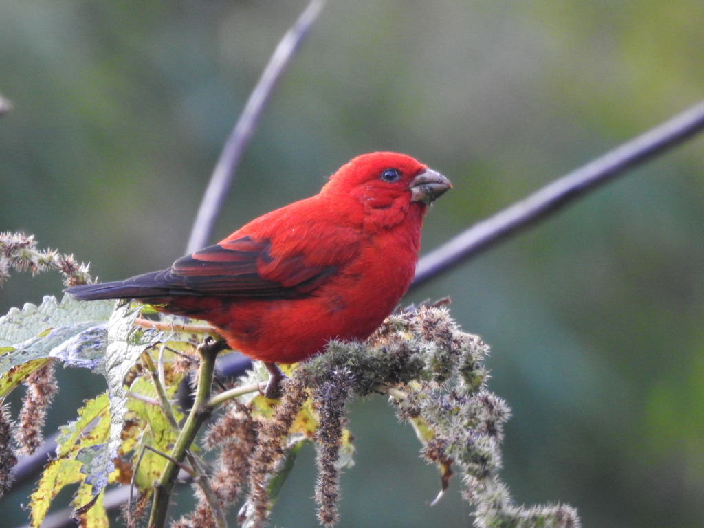 Scarlet Finch photo