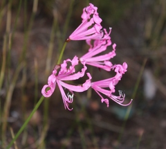 Nerine humilis