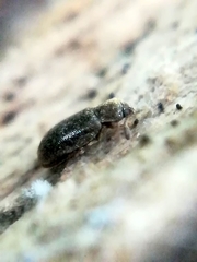 Cryptophagus scutellatus