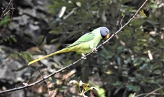 Psittacula himalayana