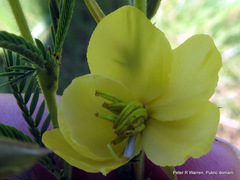 Chamaecrista comosa comosa