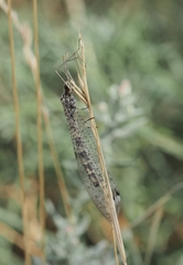 Gymnocnemia variegata