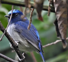 Niltava macgrigoriae