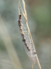 Gymnocnemia variegata