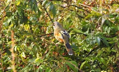 Trochalopteron variegatum