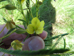 Chamaecrista comosa comosa
