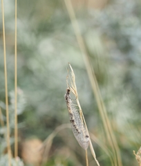 Gymnocnemia variegata