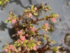 Crassula vaillantii