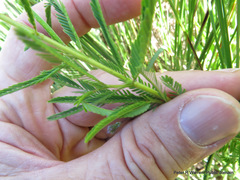 Chamaecrista comosa comosa