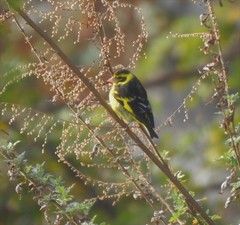 Chloris spinoides