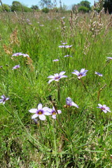 Sisyrinchium platense