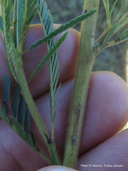 Chamaecrista comosa comosa