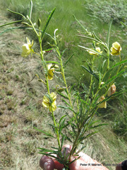 Chamaecrista comosa comosa