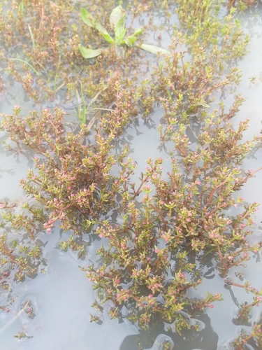 Image of Crassula vaillantii by (c) kevin koen, some rights reserved (CC BY-SA)