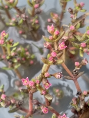 Crassula vaillantii