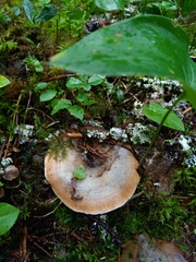 Lactarius fennoscandicus