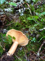 Lactarius fennoscandicus