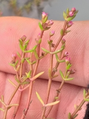 Crassula vaillantii