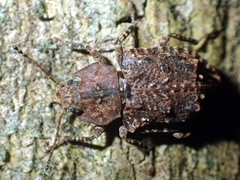 Syrphetodes marginatus