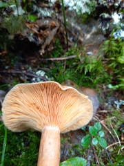 Lactarius fennoscandicus