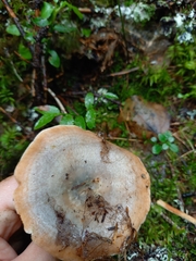Lactarius fennoscandicus
