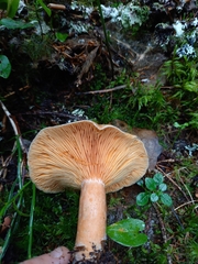 Lactarius fennoscandicus