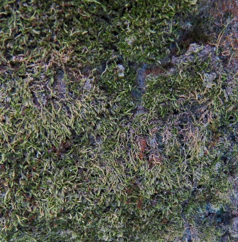 iNaturalist observation photo of Mosses