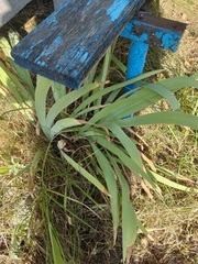 Iris × hybrida