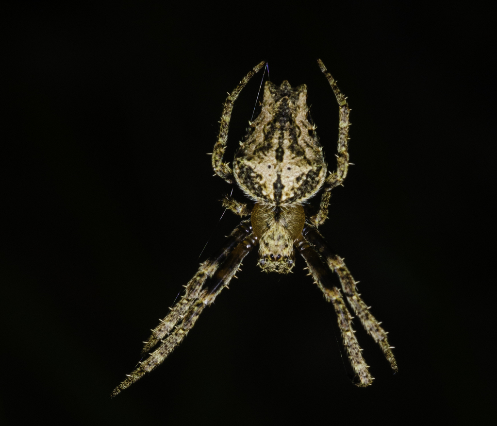 Parawixia divisoria