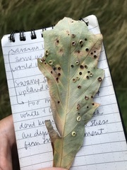 Phylloteras volutellae