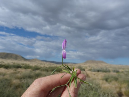 Dicliptera paniculata image