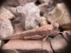 Sphingonotus rubescens